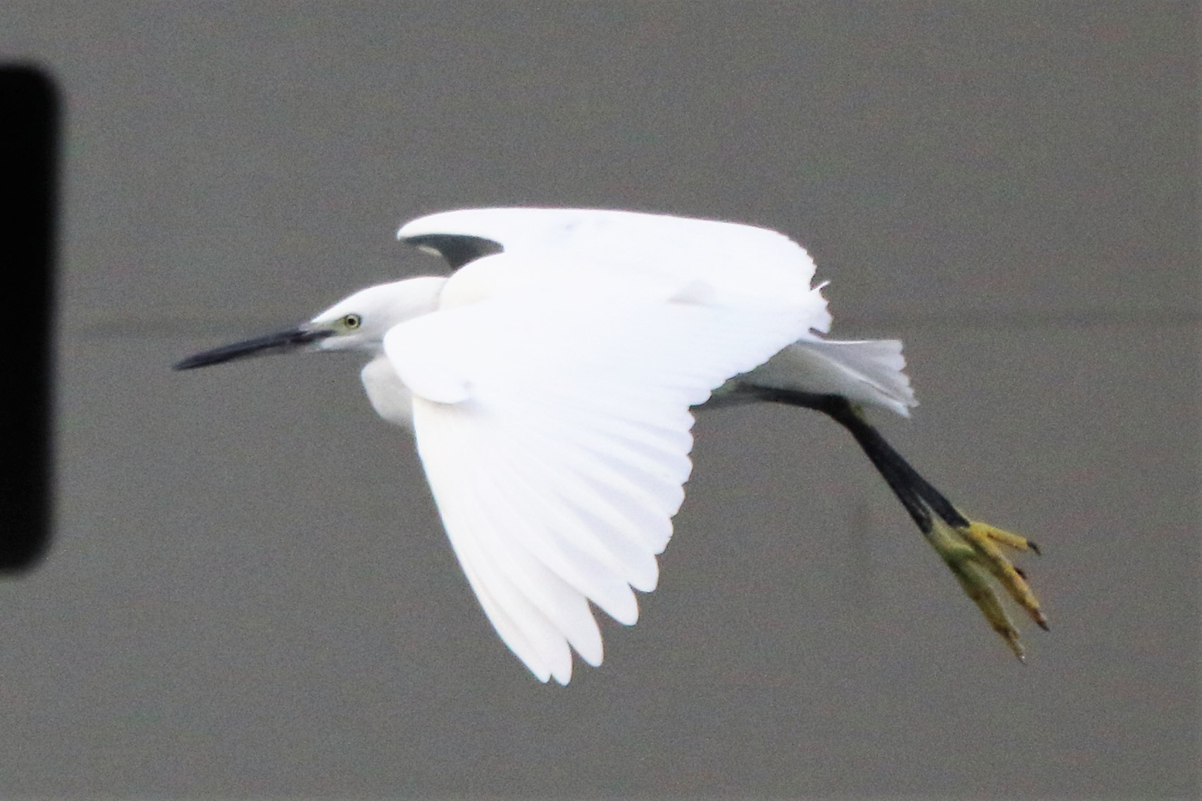 Egret