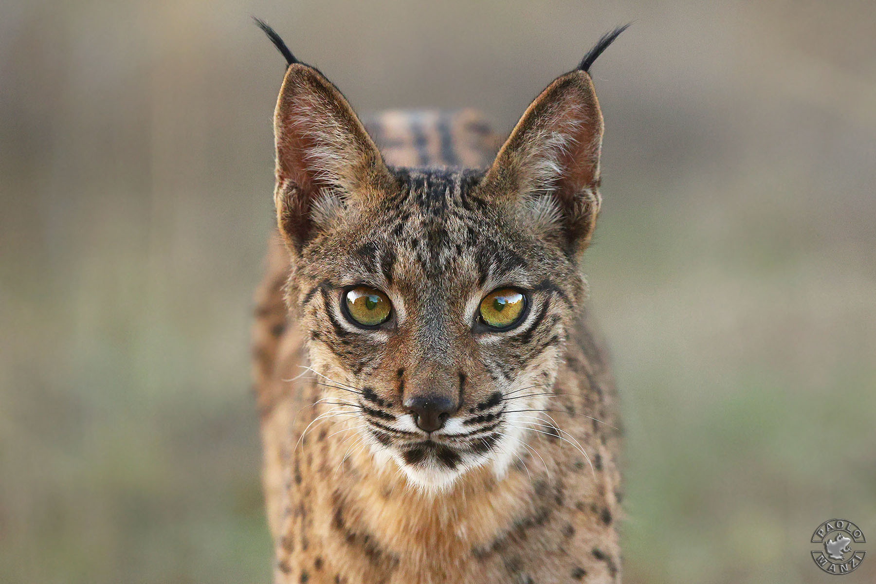 Lynx eyes