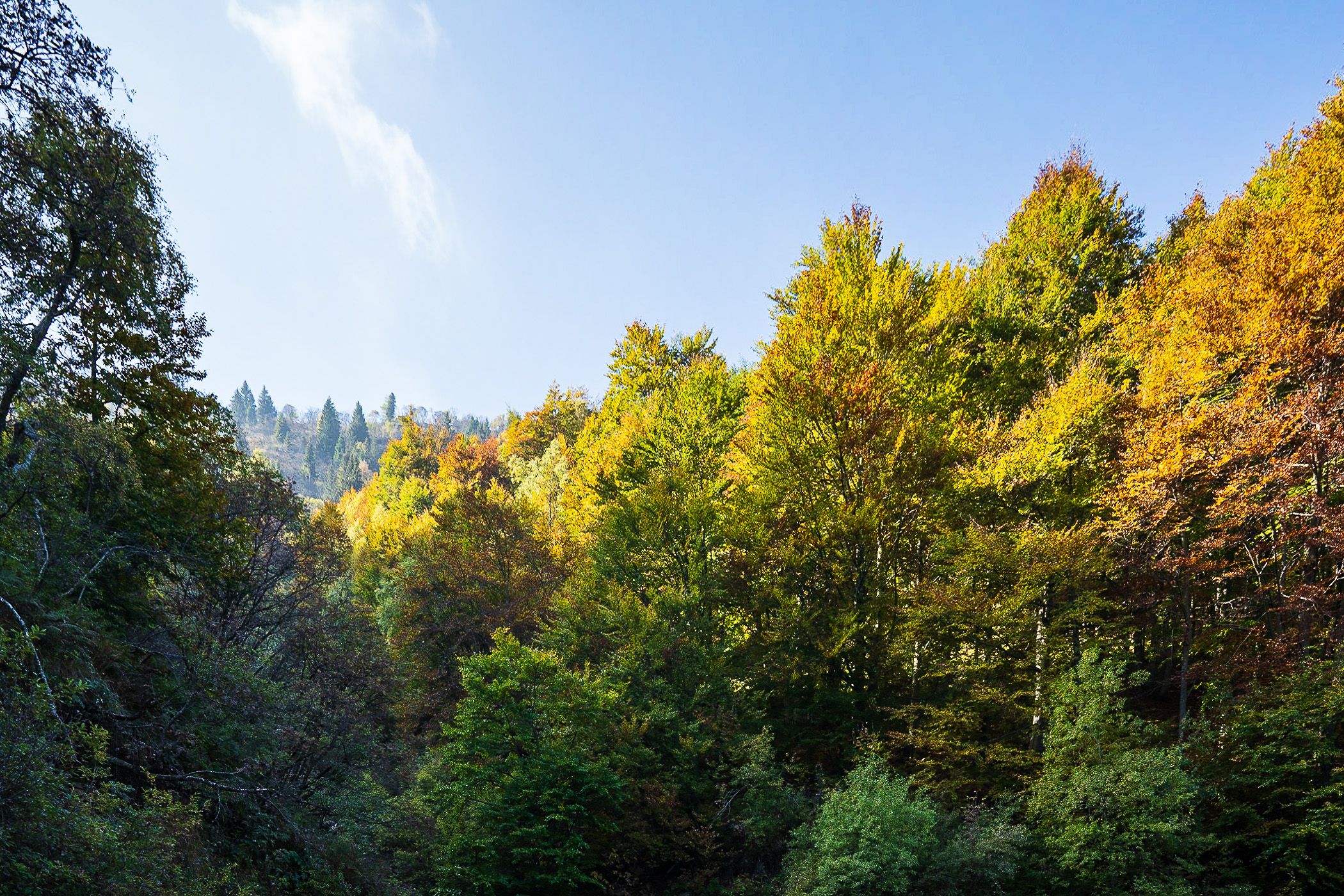 Oasi Zegna Bosco del Sorriso, 1