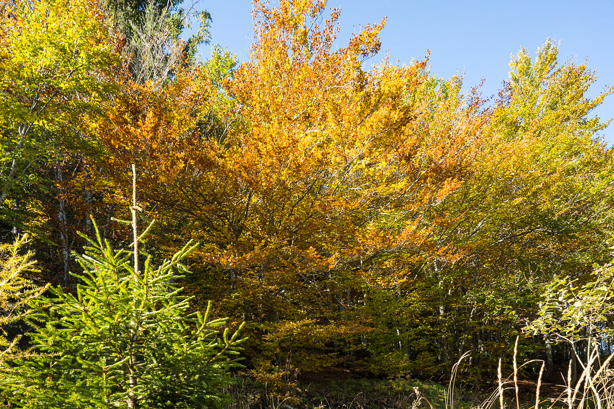Oasi Zegna Bosco del Sorriso, 2