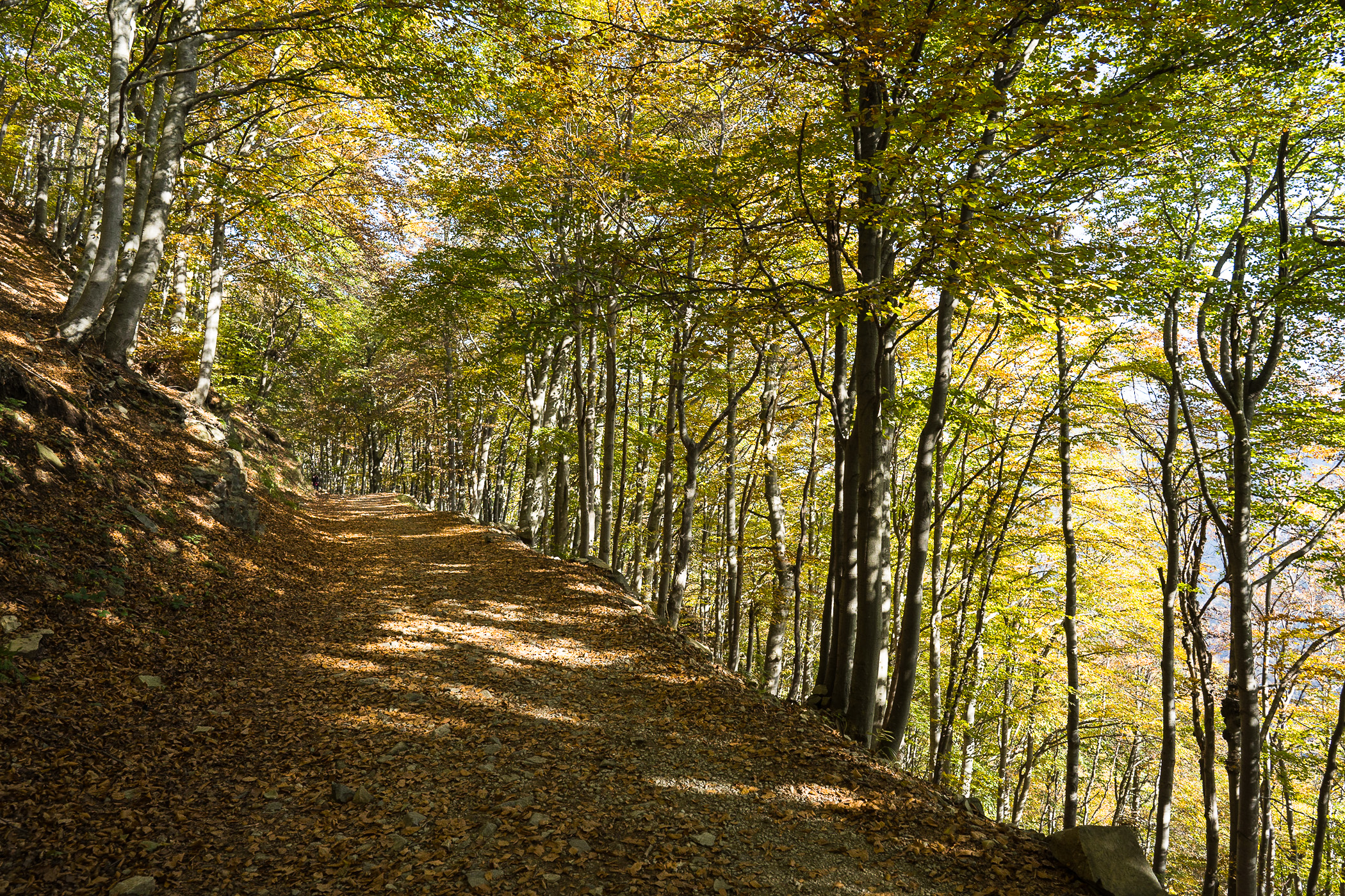 Oasi Zegna Bosco del Sorriso, 3