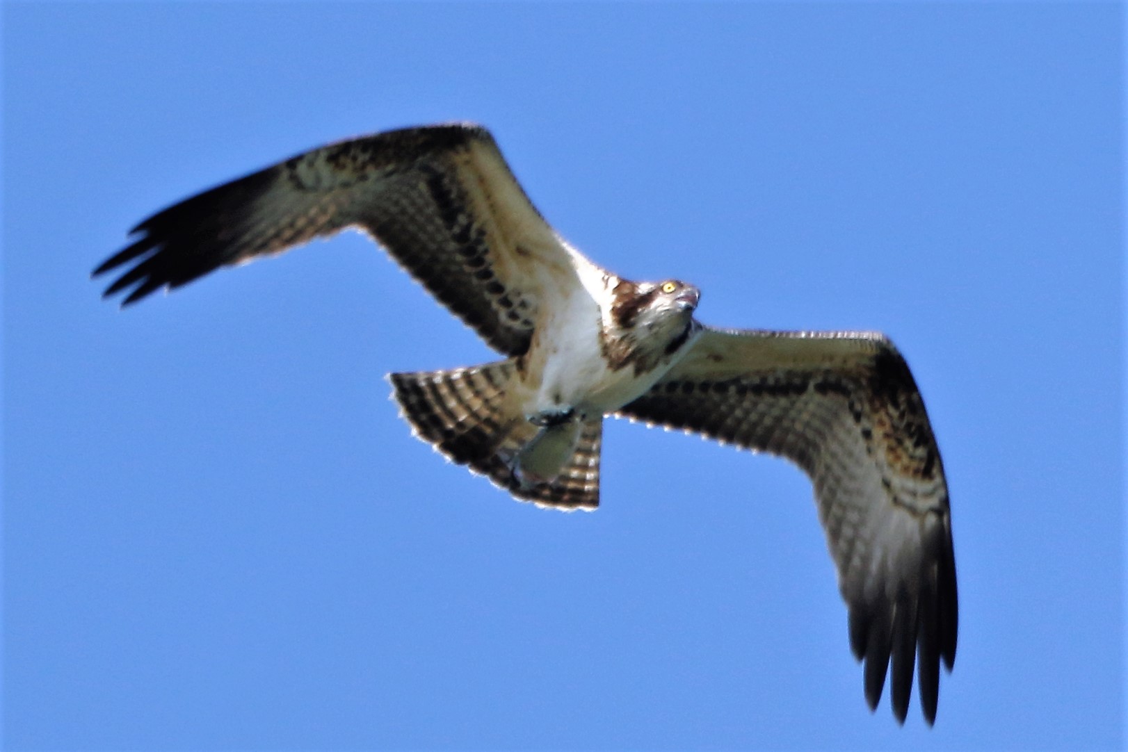 Osprey with prey 197