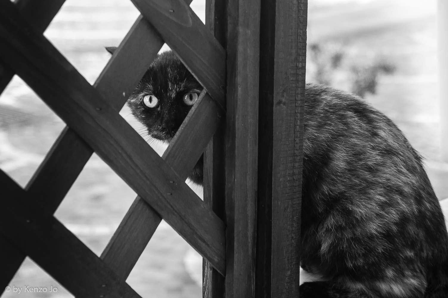 alien gaze in black & white