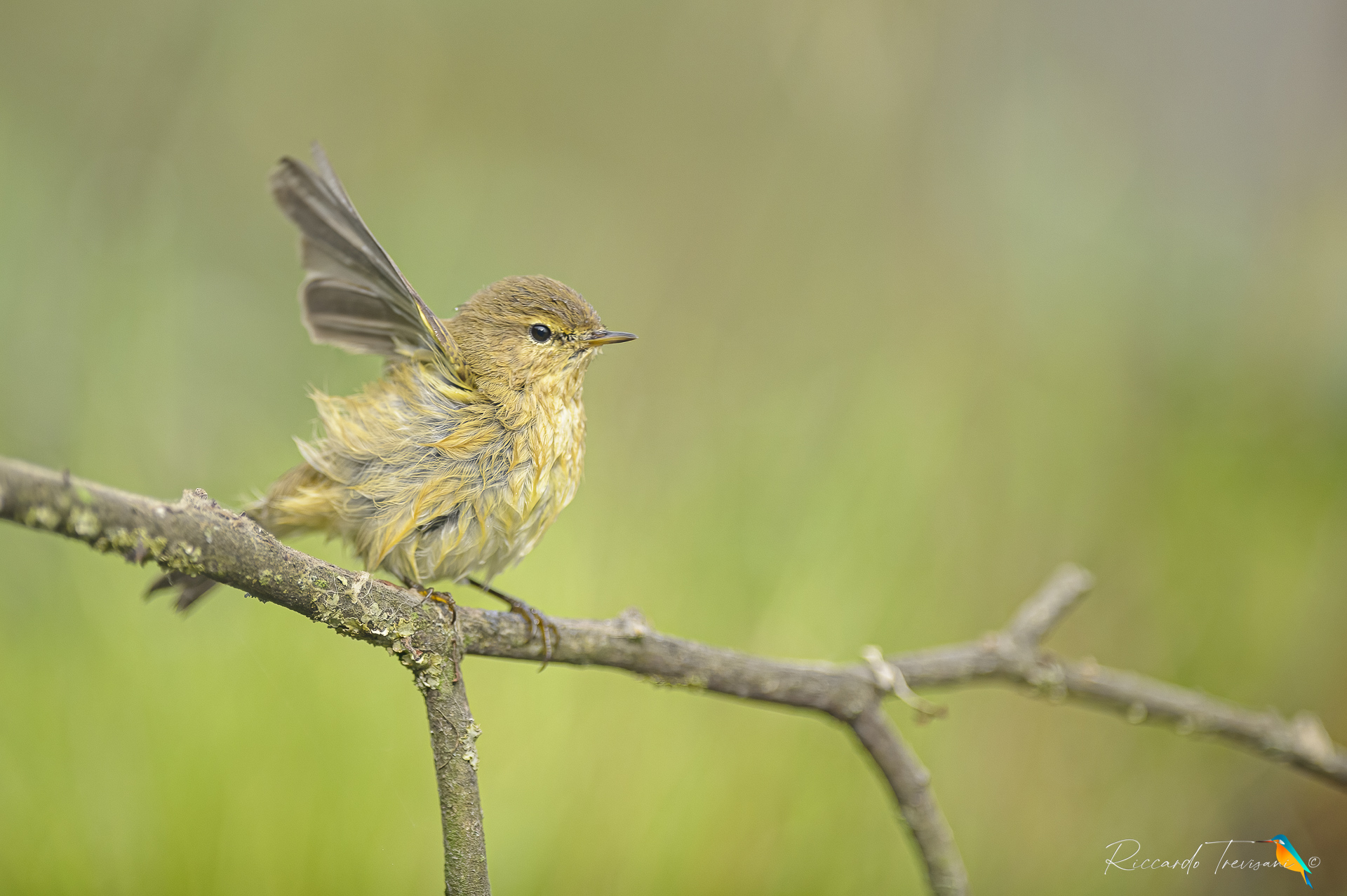 luì piccolo al bagno