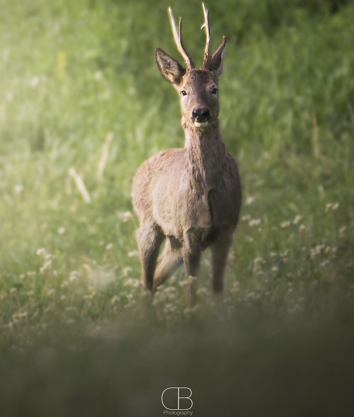 Capreolus capreolus