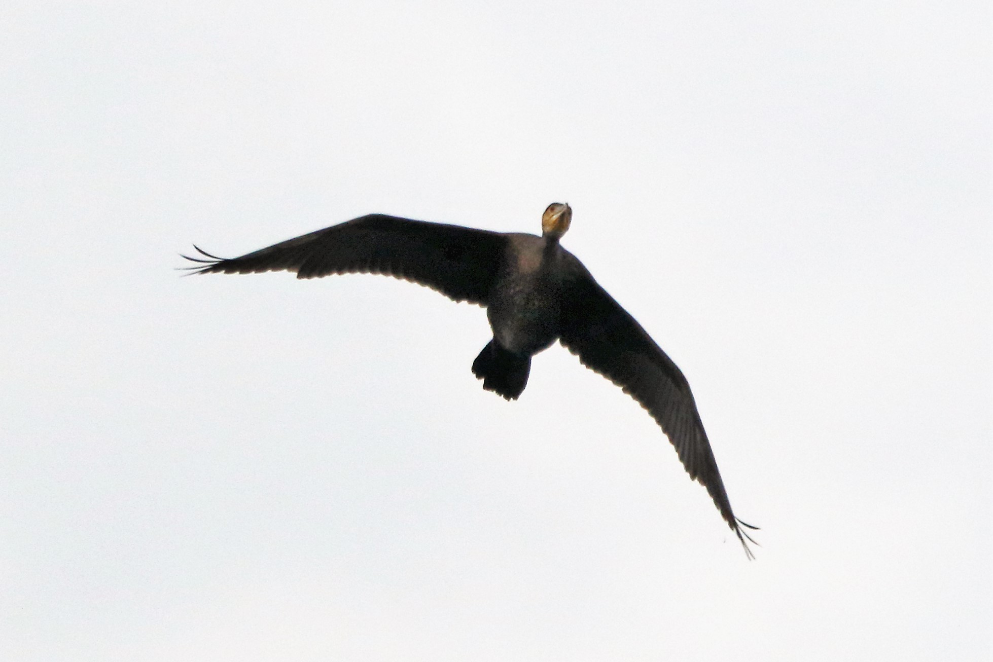 cormorant