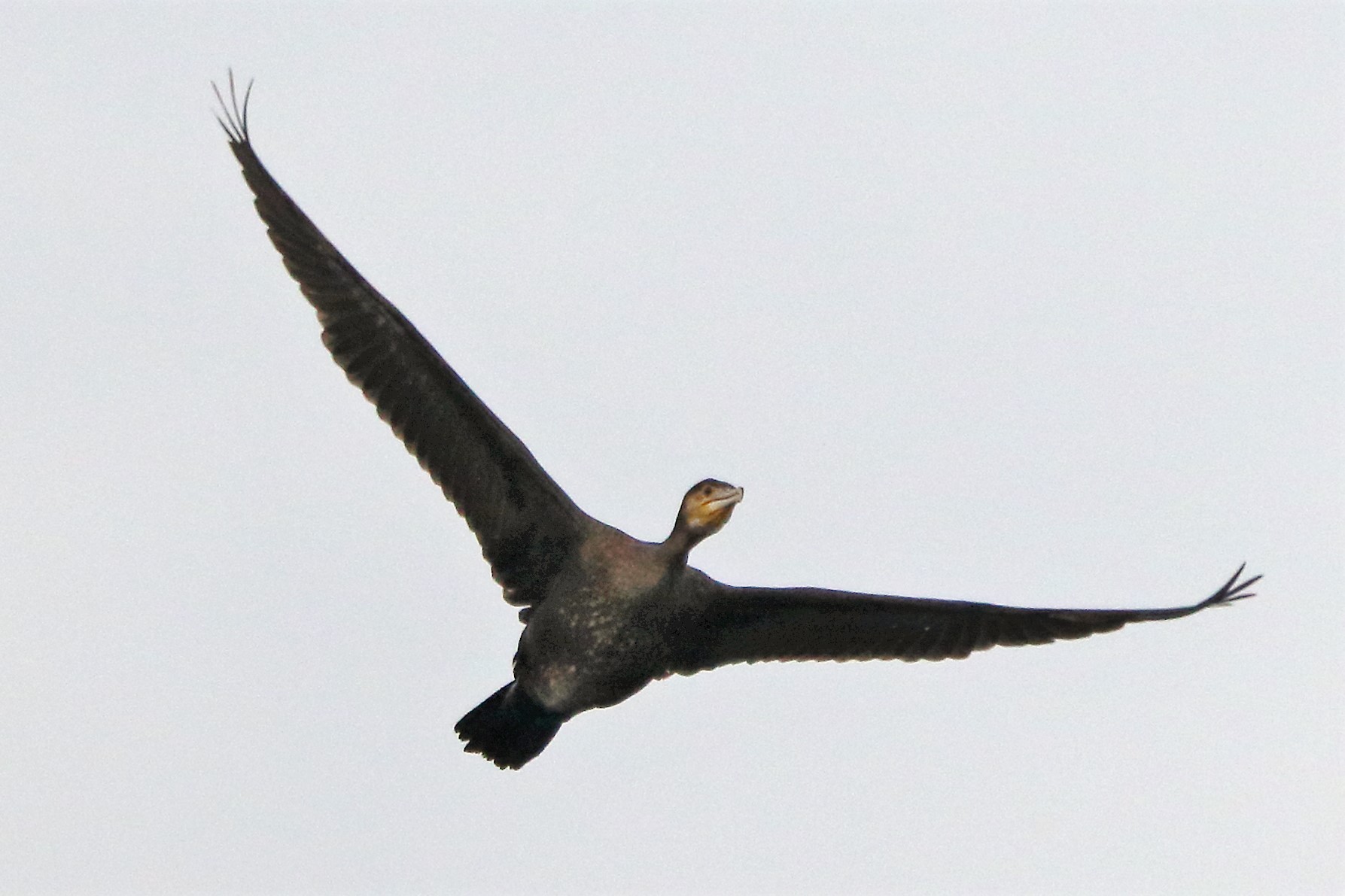 cormorant