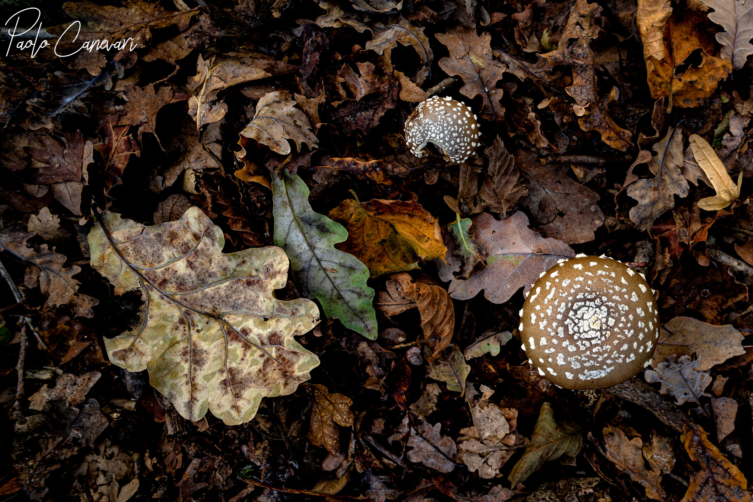 Amanita Pantherina