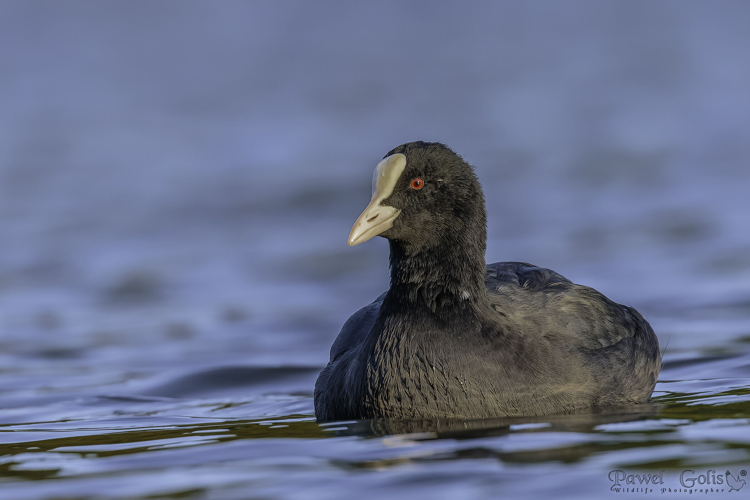 Folaga eurasiatica (Fulica atra)