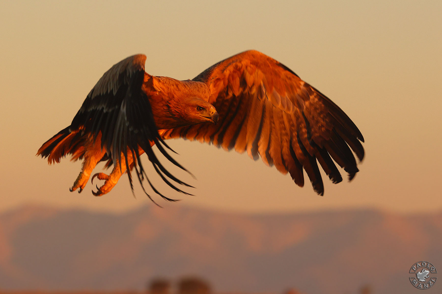 Iberian imperial eagle