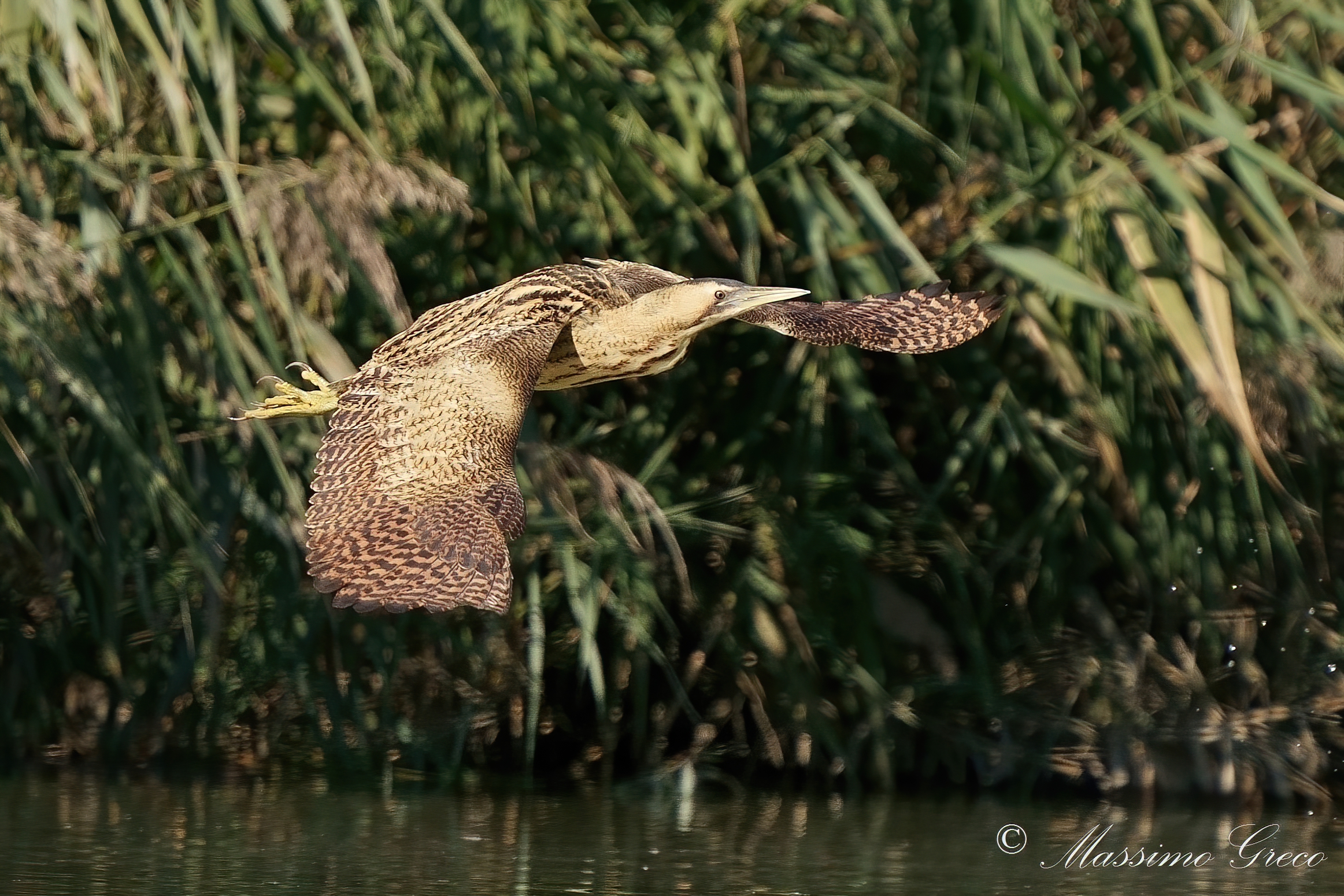 Tarabuso (Botaurus stellaris)