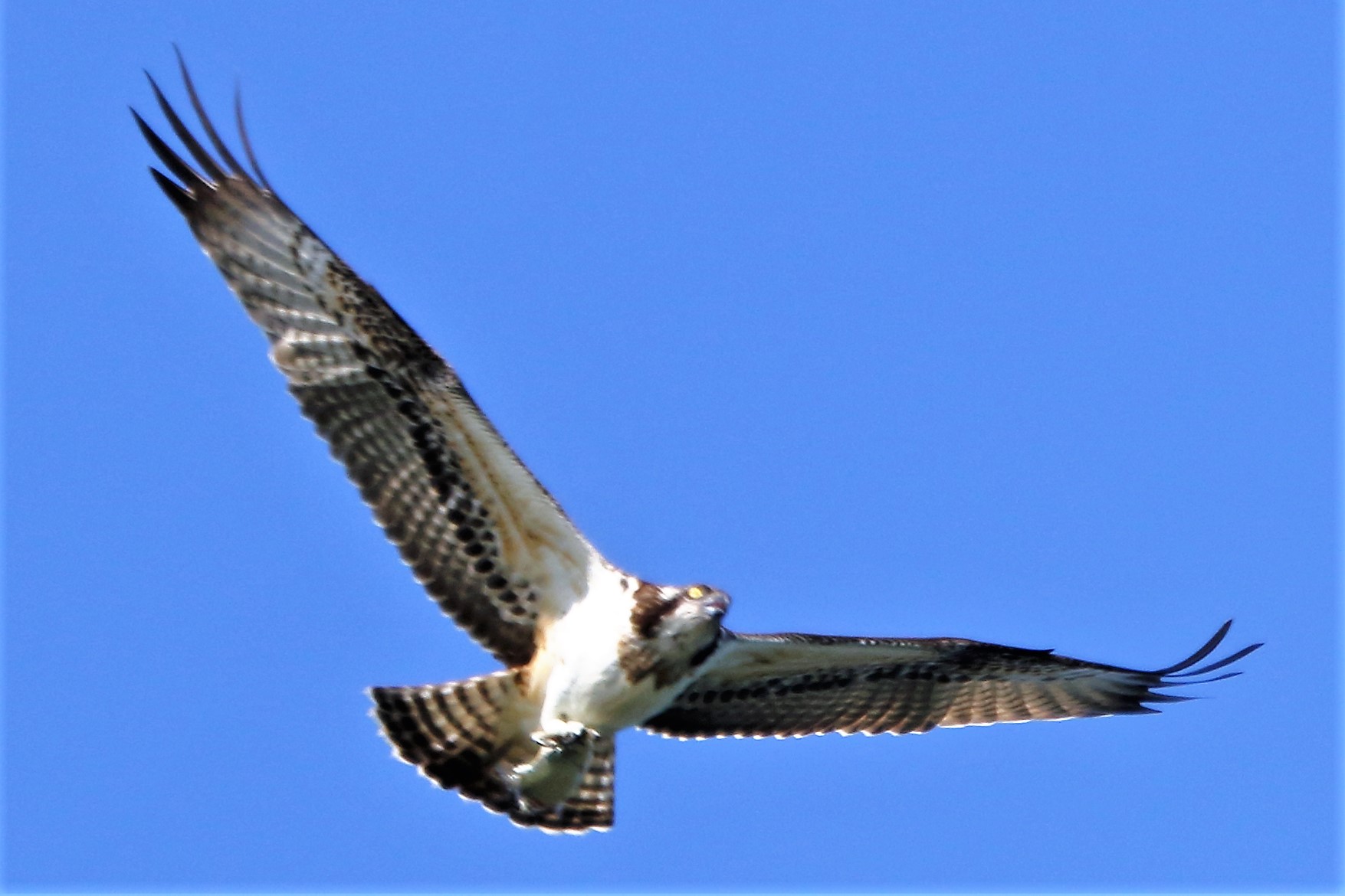 Osprey with prey 198
