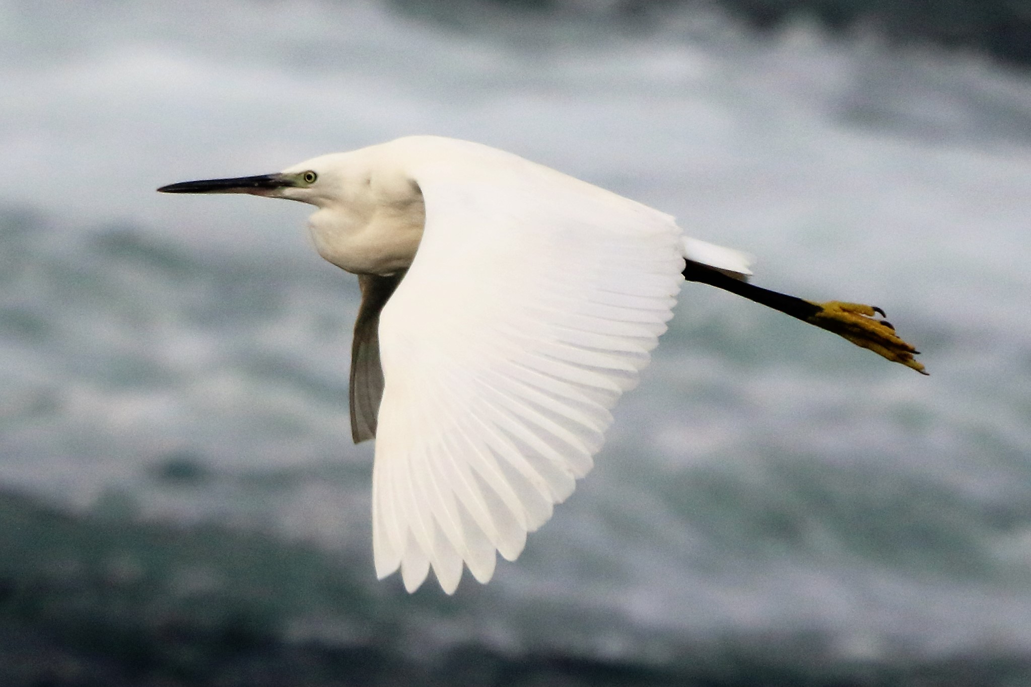 egret