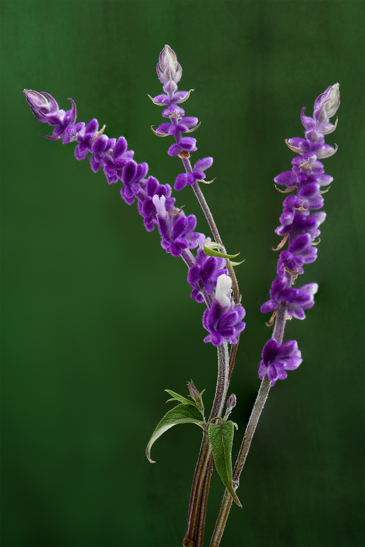 Salvia Leucantha.