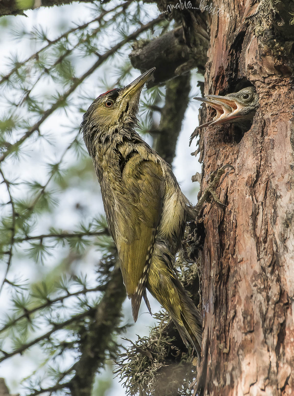 picchio cenerino con prole