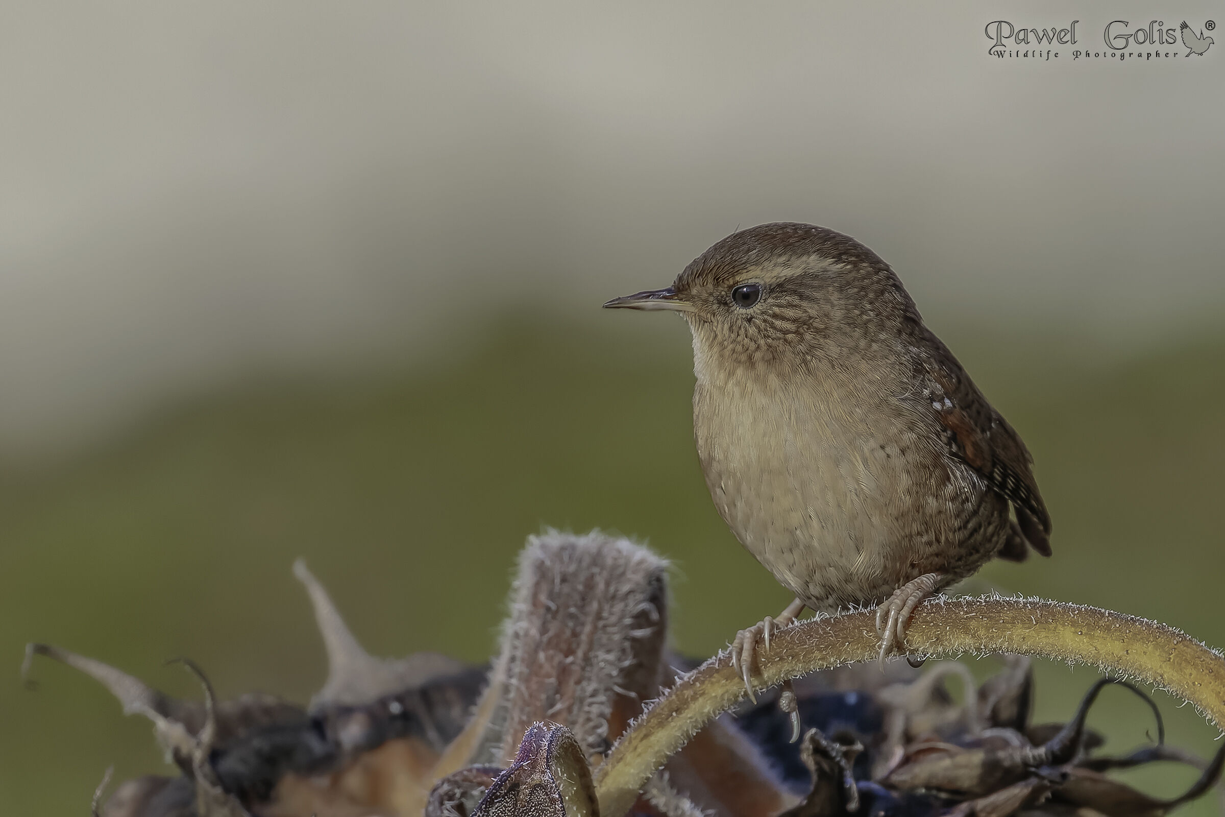 Scricciolo eurasiatico ( Troglodytes troglodytes)