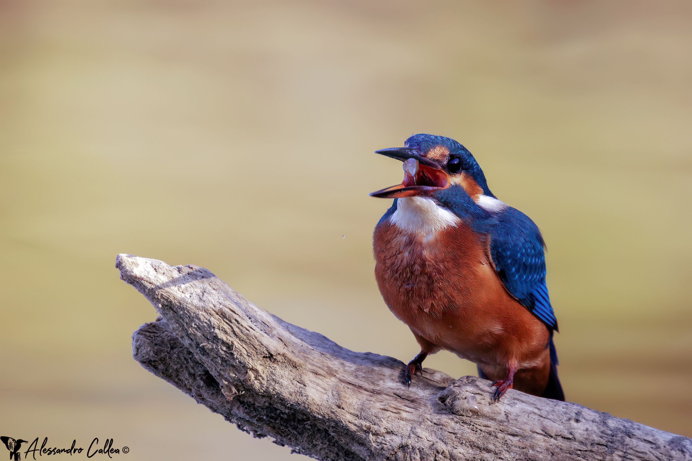 Saltimbocca alla Romana