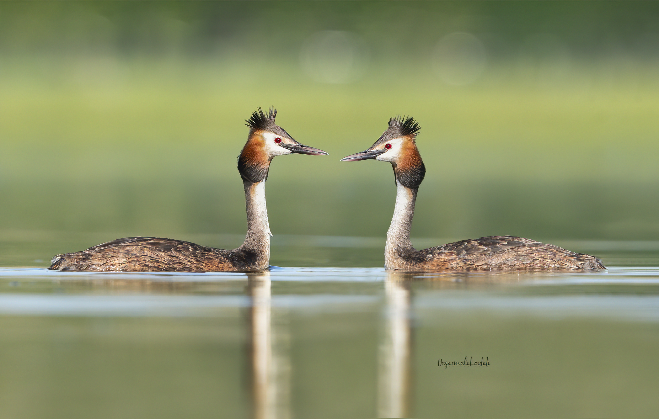 Great crested grebe