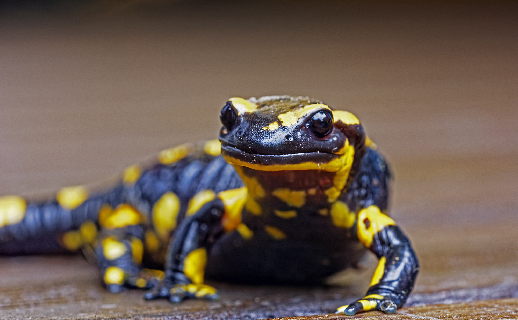 salamandra