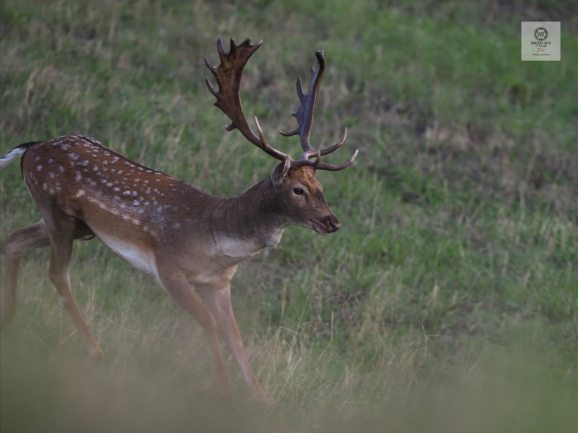 di corsa dalle femmine