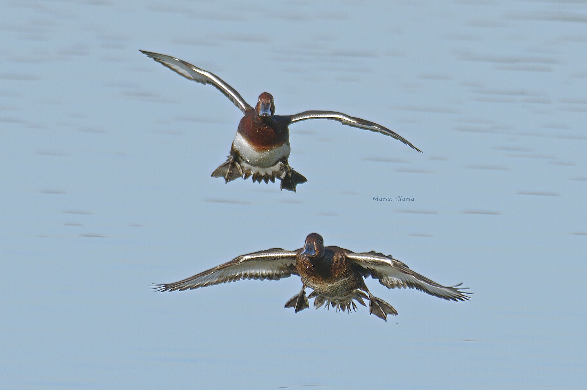 Moretta tabaccata (Aythya nyroca)