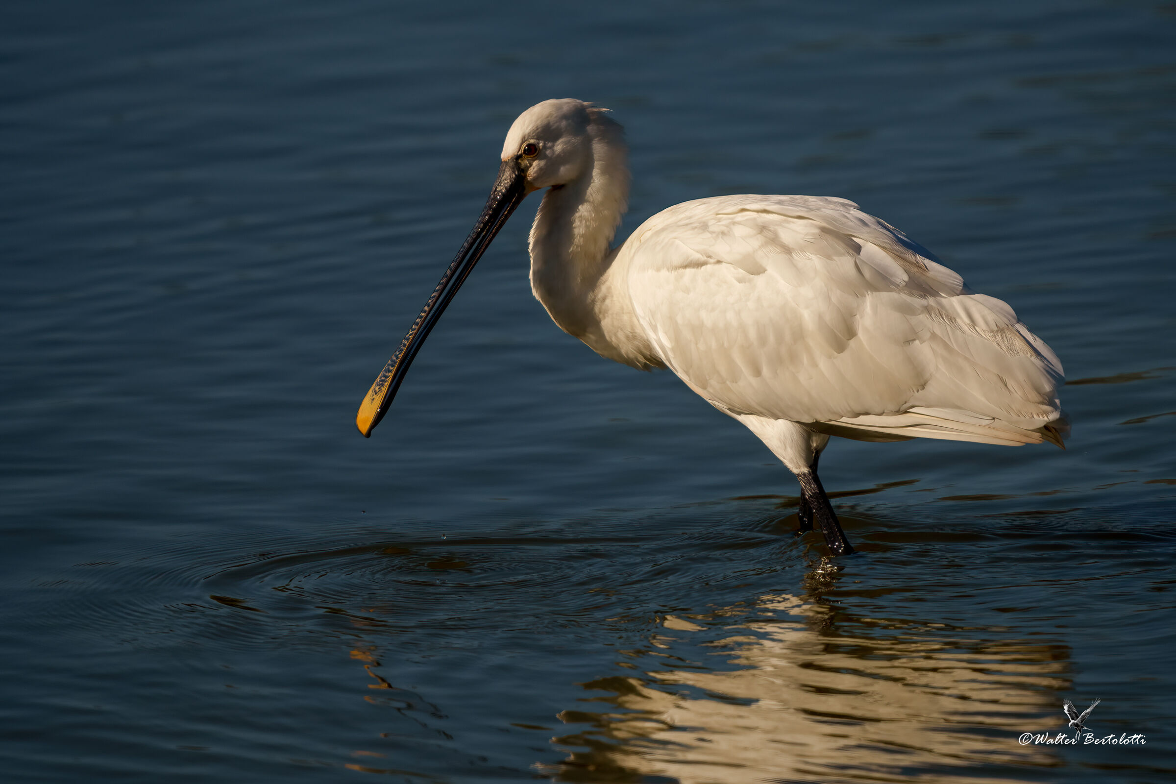 white spatula