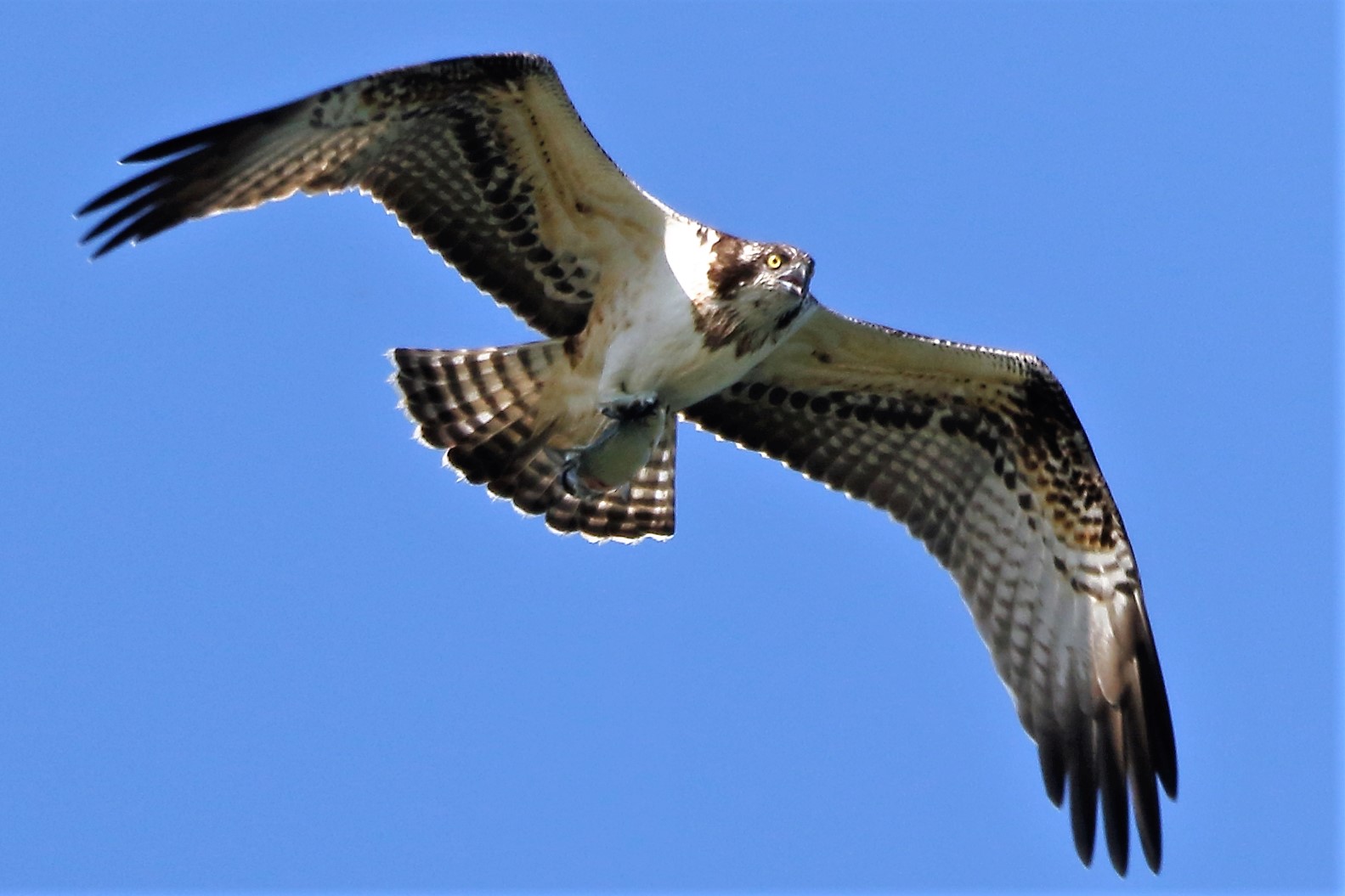 Osprey with prey 200