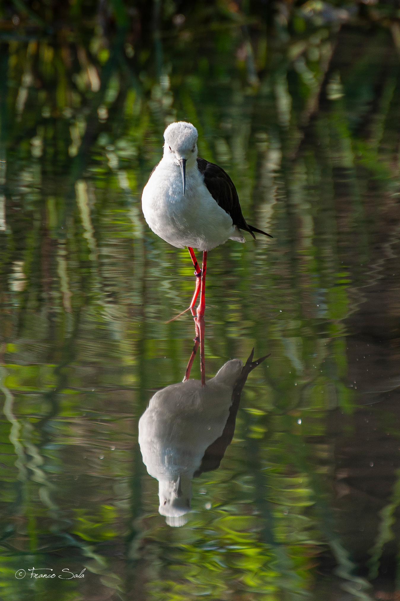 Il Cavaliere allo specchio