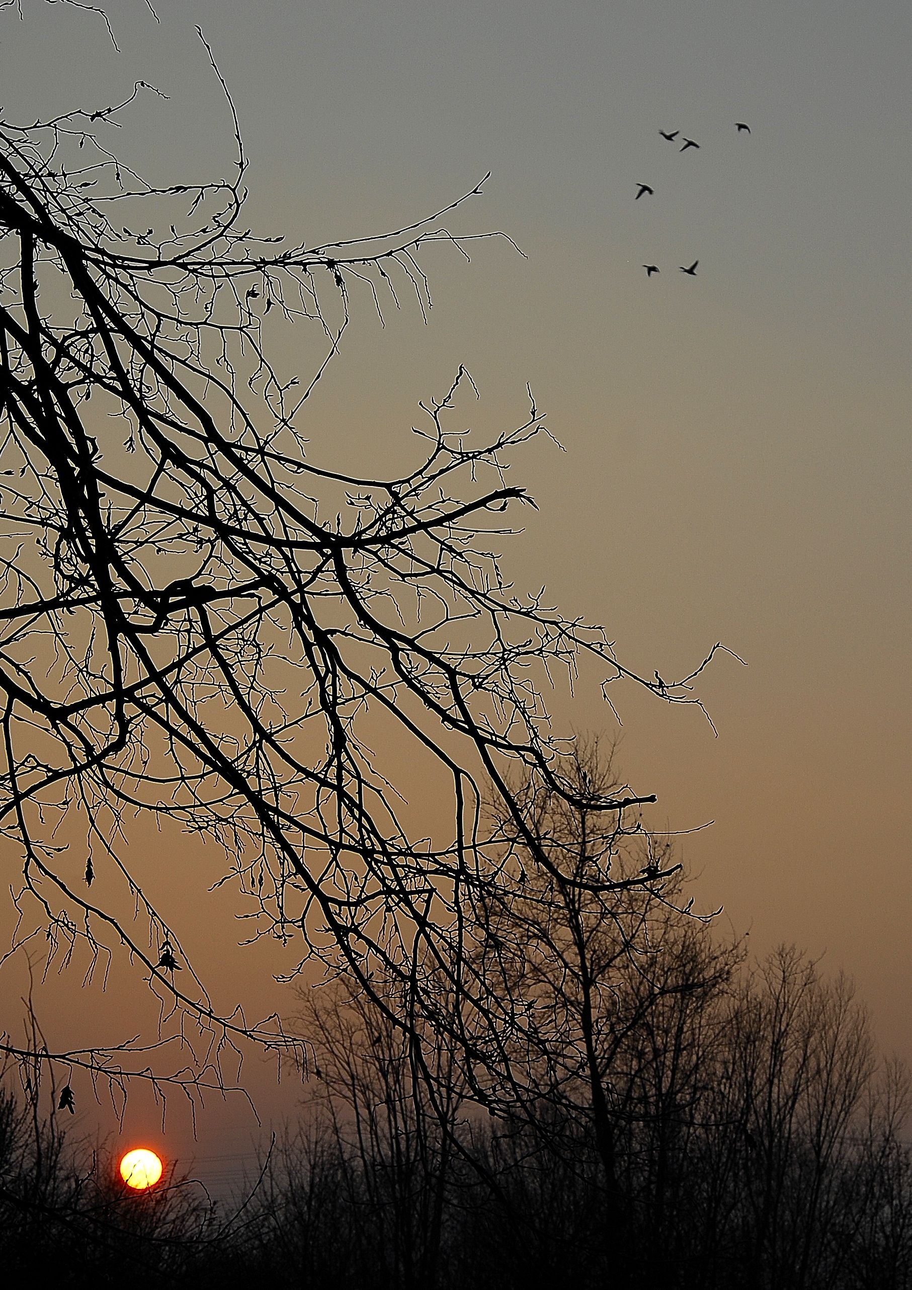 Tramonto al laghetto bosco in citta'-Mi