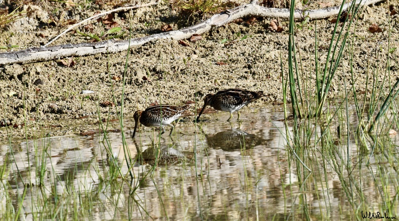 Pair of Snipes 1