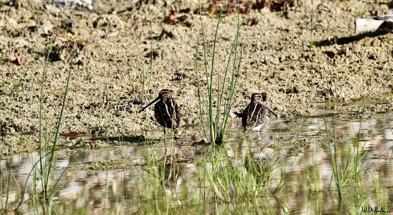 Pair of Beccacini 2