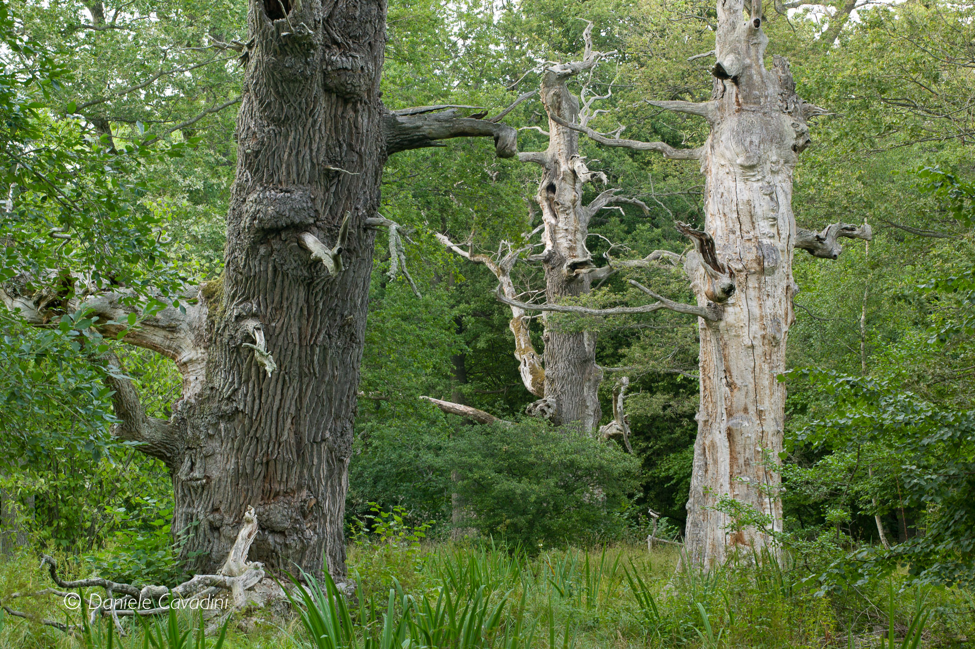 Le quercie di Linneo