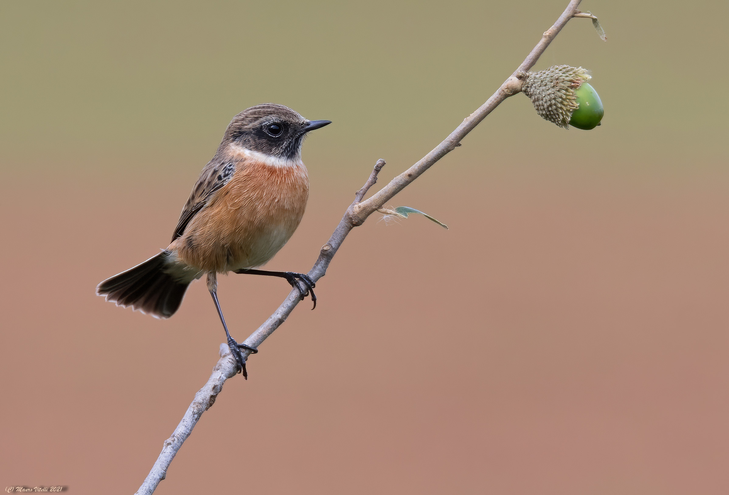 Saltimpalo (Saxicola torquatus)