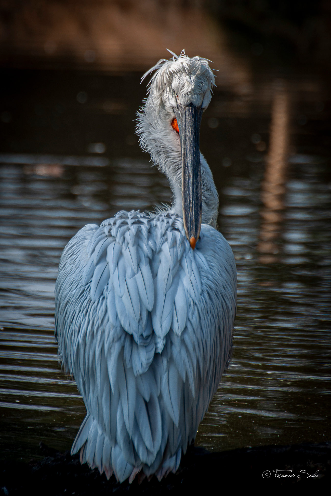 Il fascino del riccio
