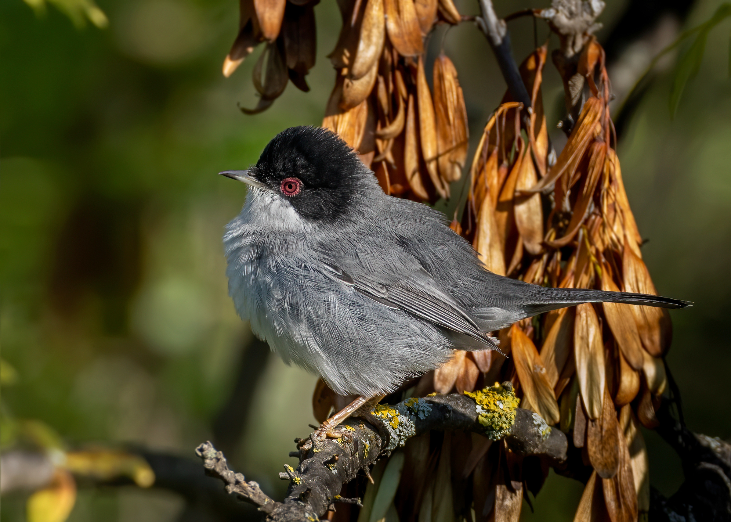 Sardinian warbler