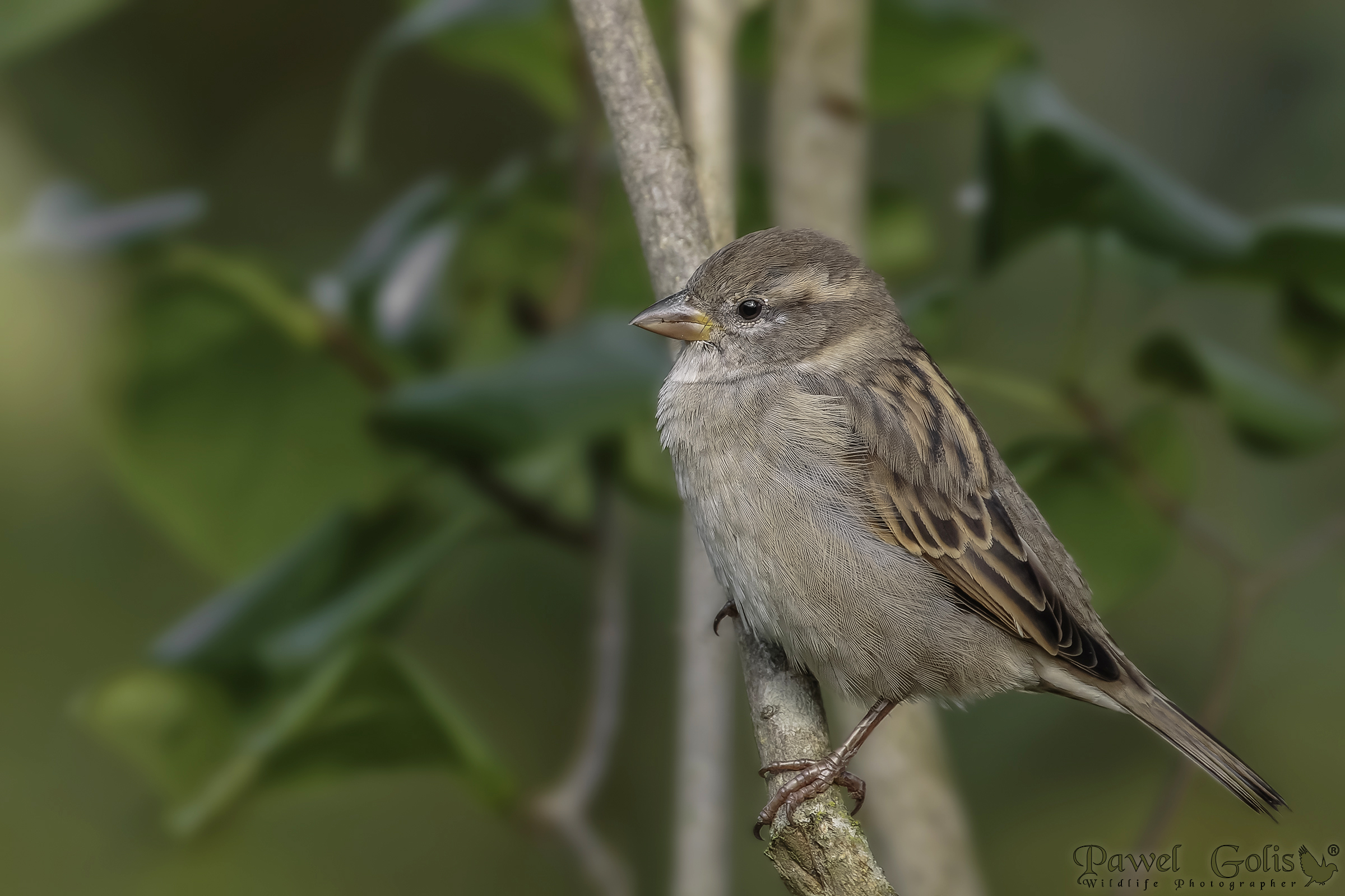 Passero domestico (Passer domesticus)