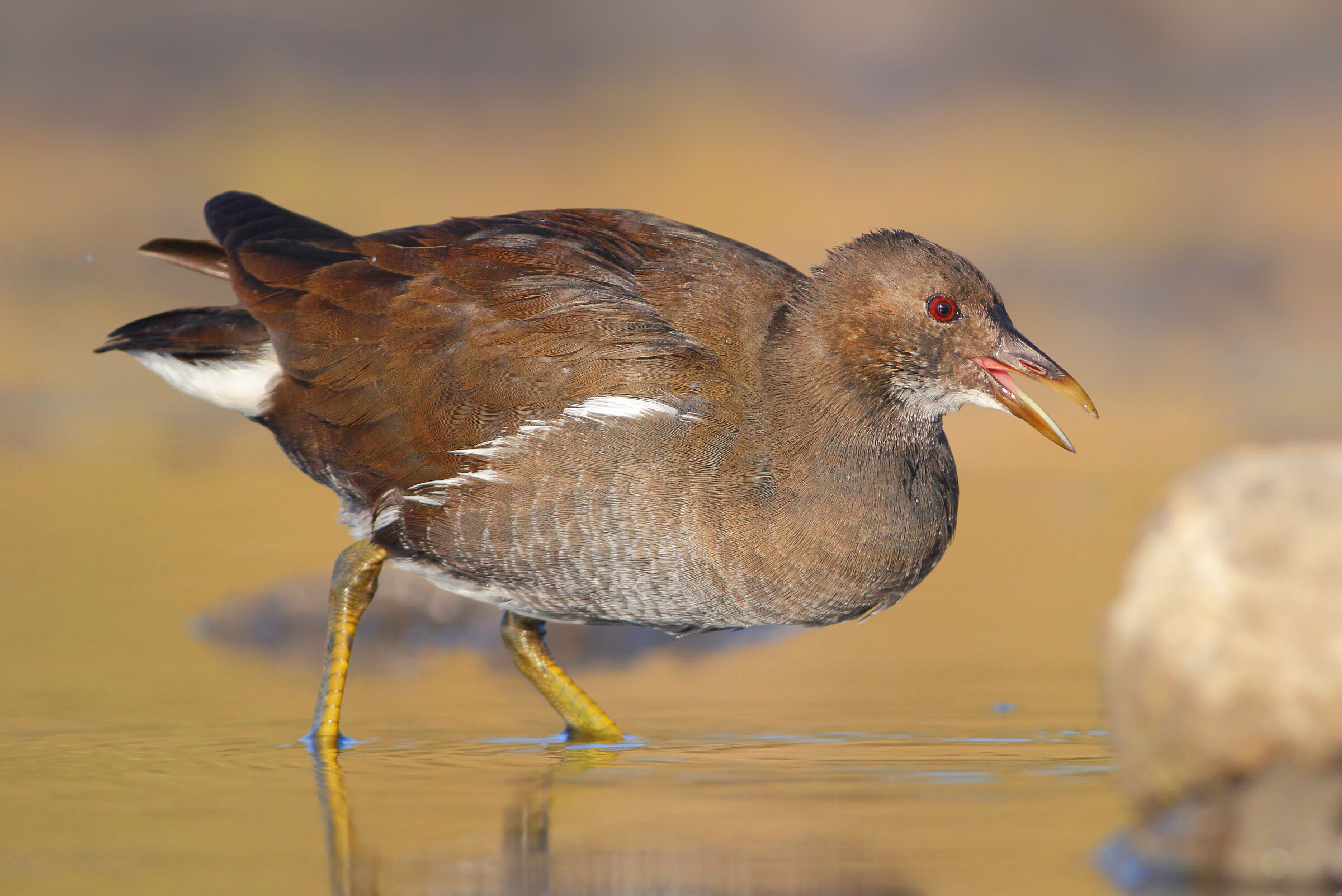 Gallinella d'acqua