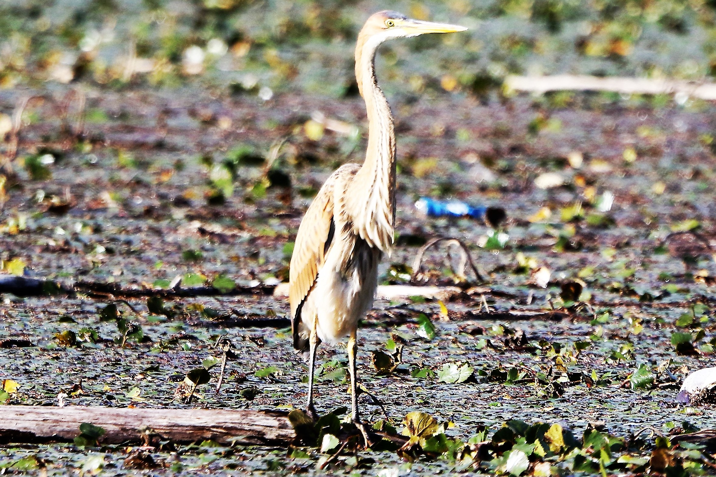 purple heron