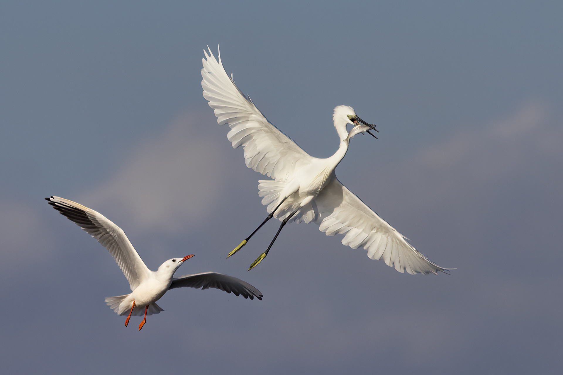 Garzetta Attaccata da Gabbiano Roseo