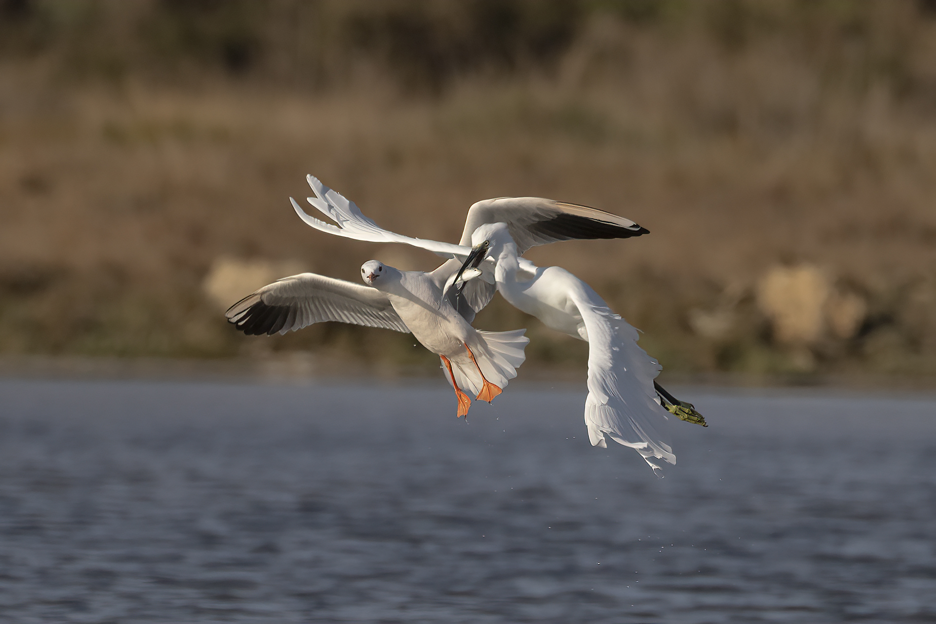 Garzetta Attaccata da Gabbiano Roseo