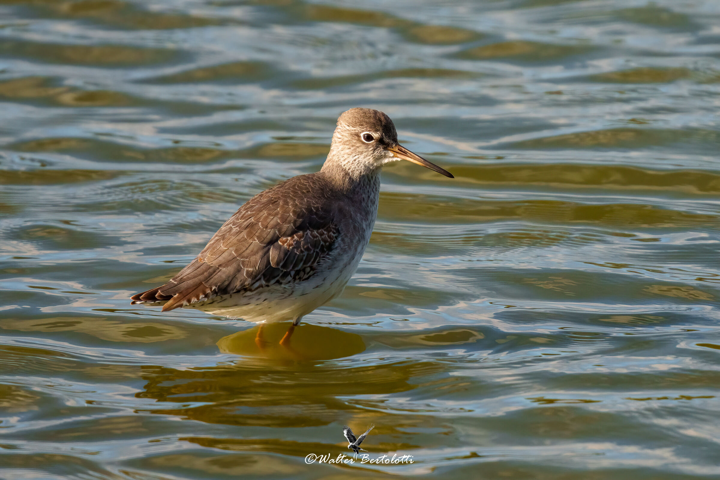 totano moro all'alba