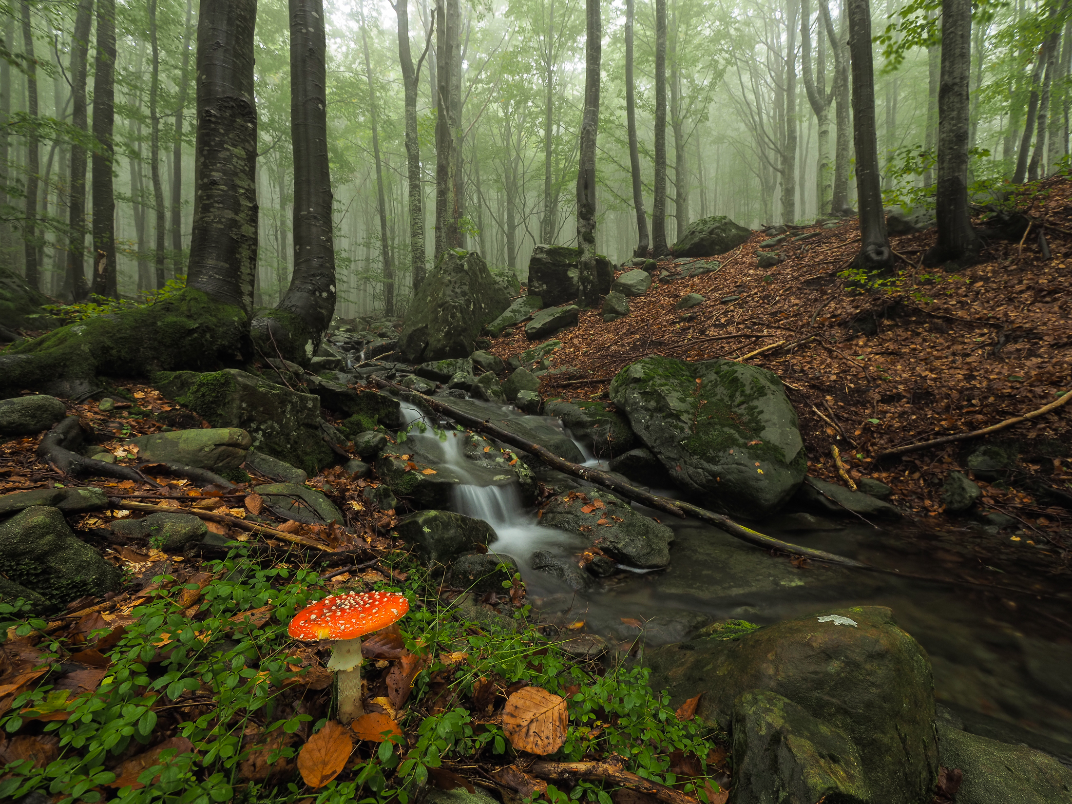 Appennino National Park