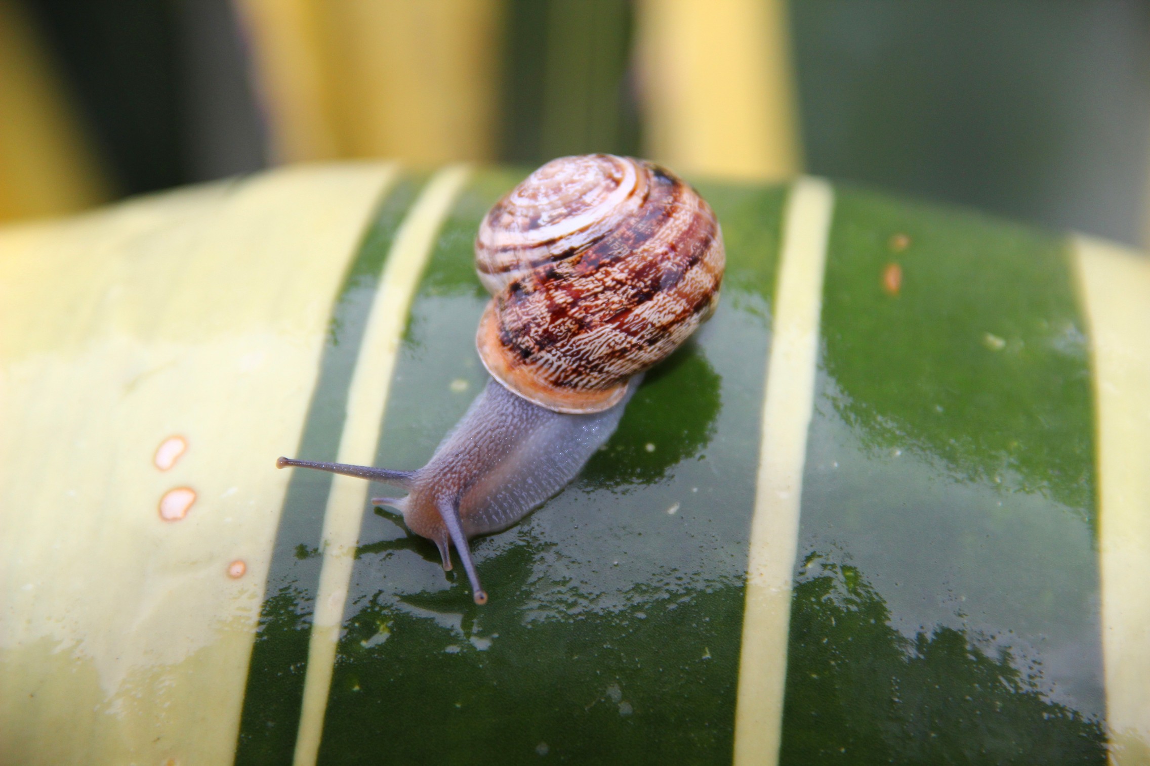 Snail on agave