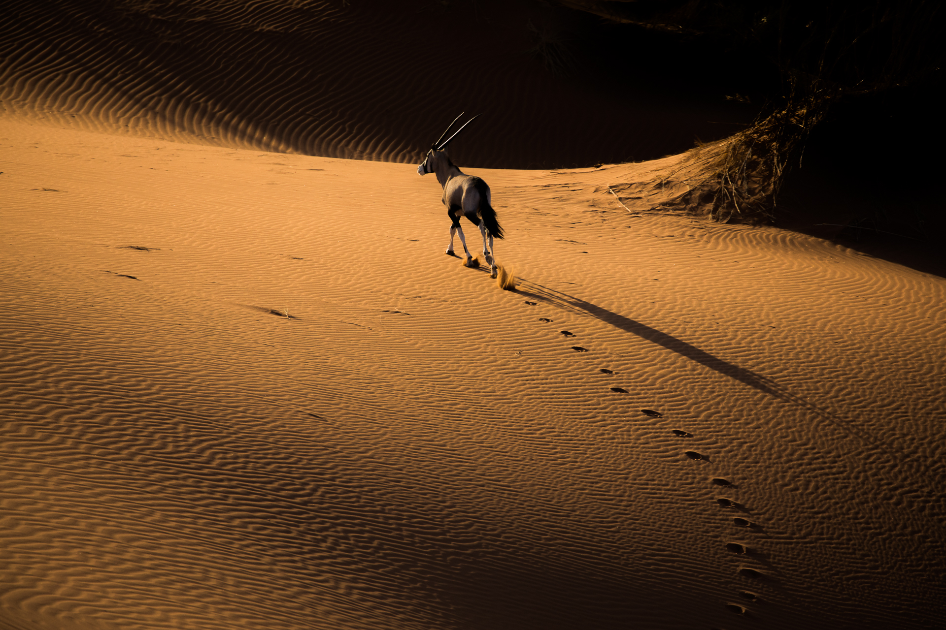 Orice at first light