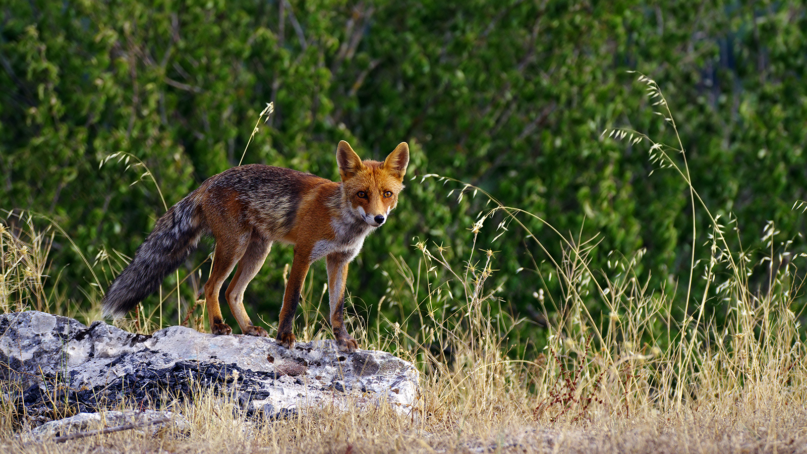 ...all'improvviso compare dal bosco