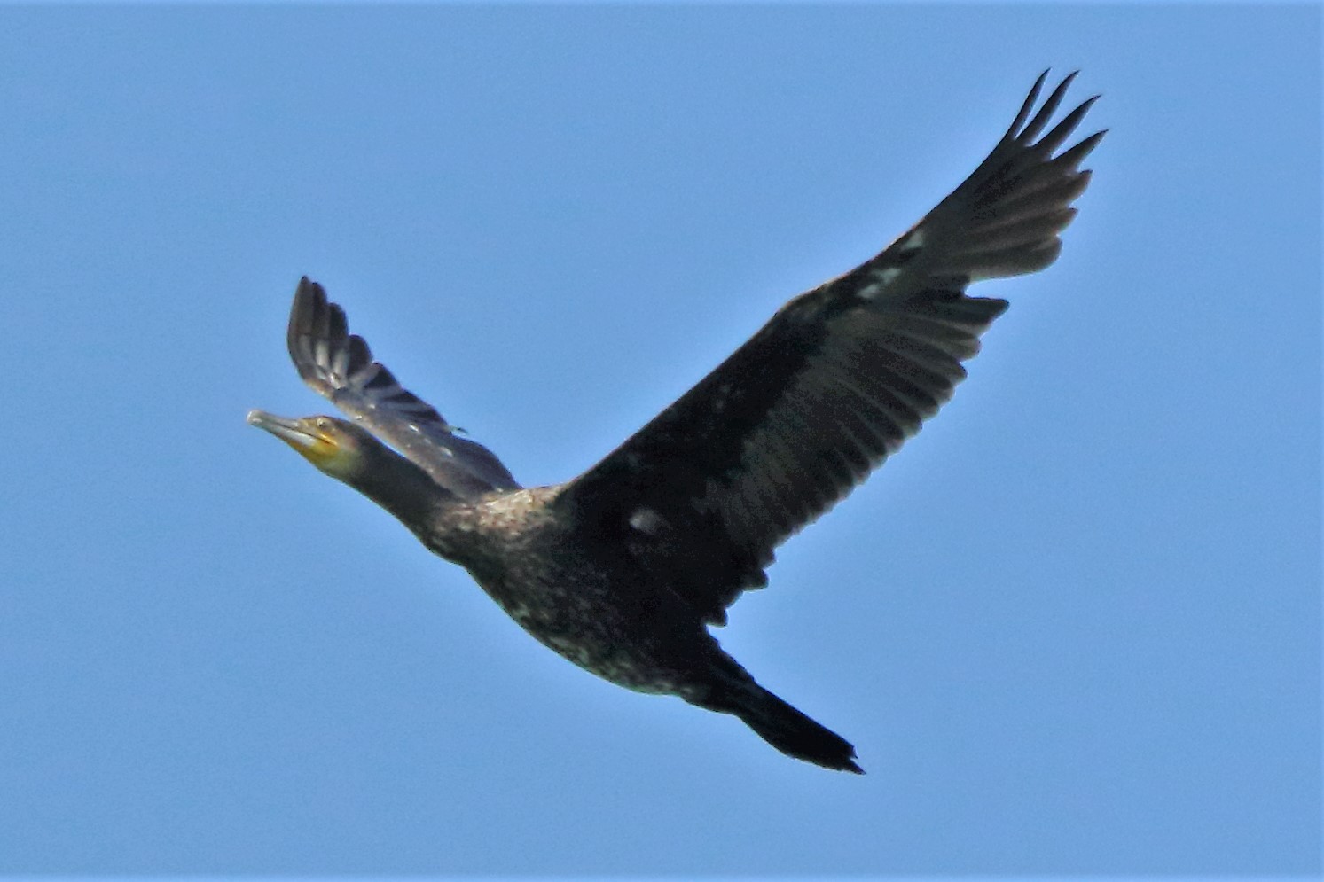 cormorant