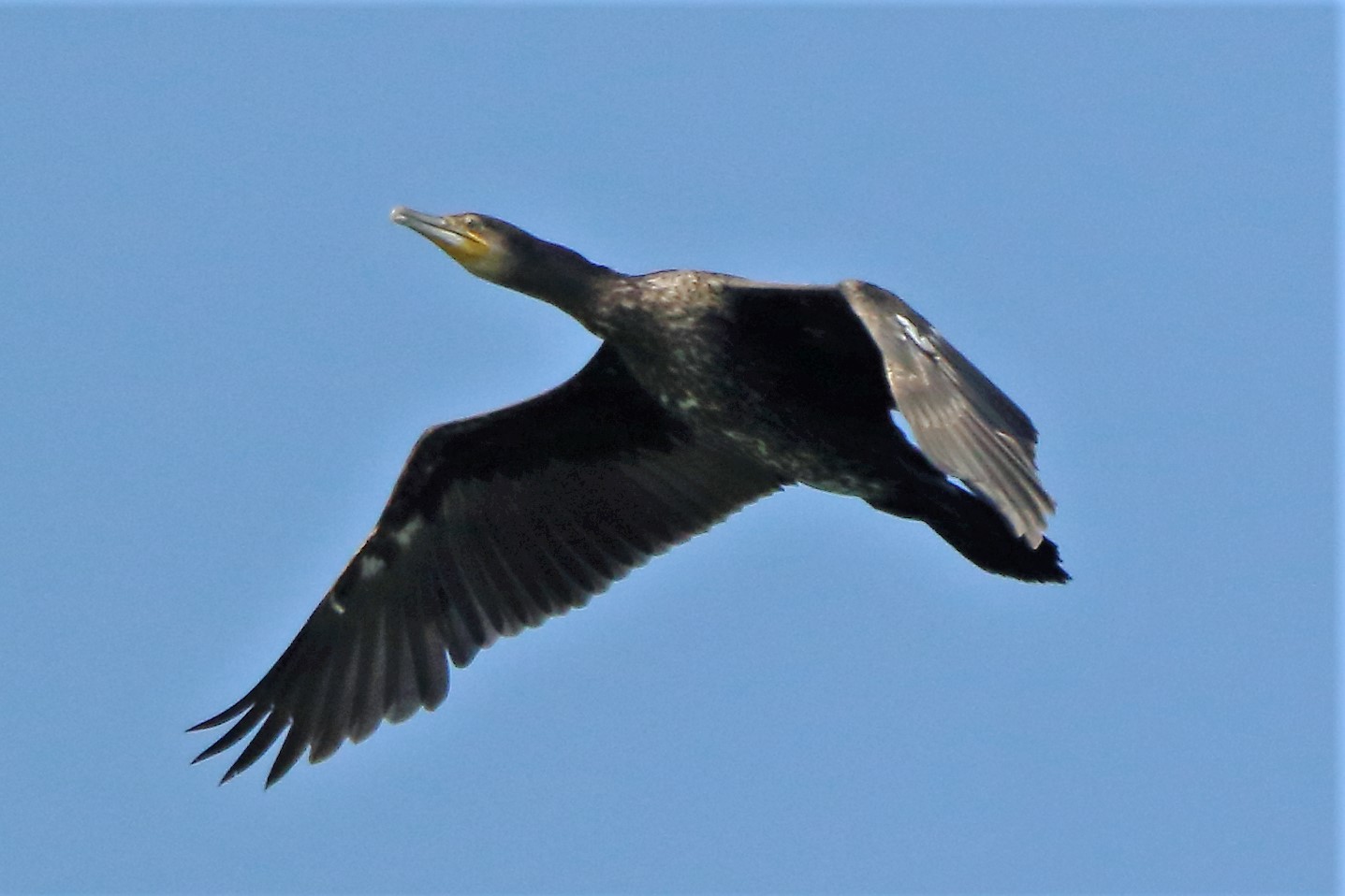 cormorant