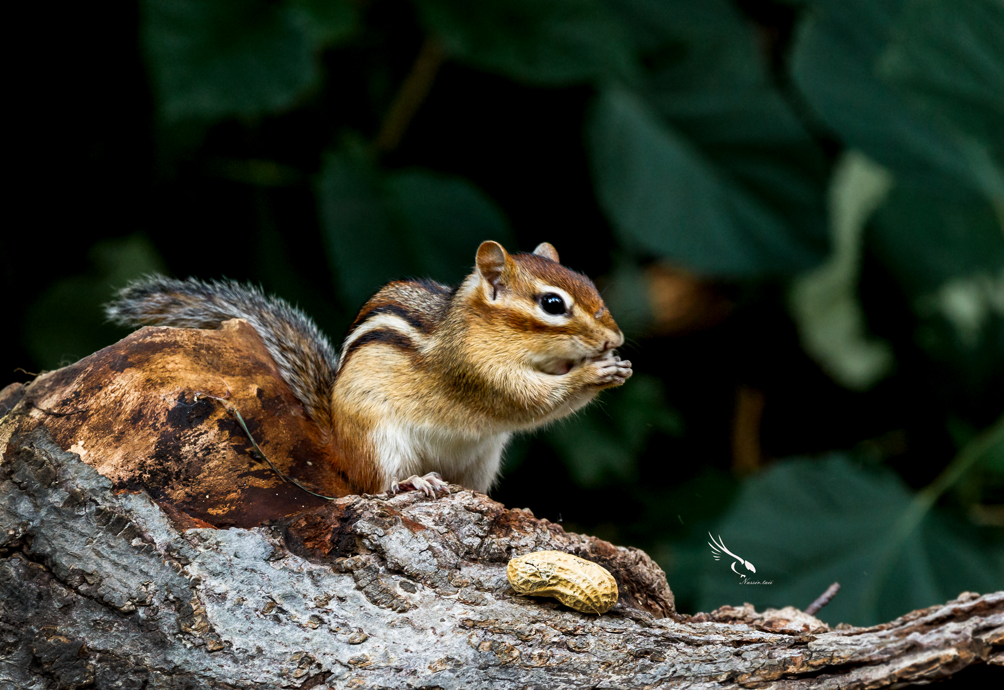 Chipmunks