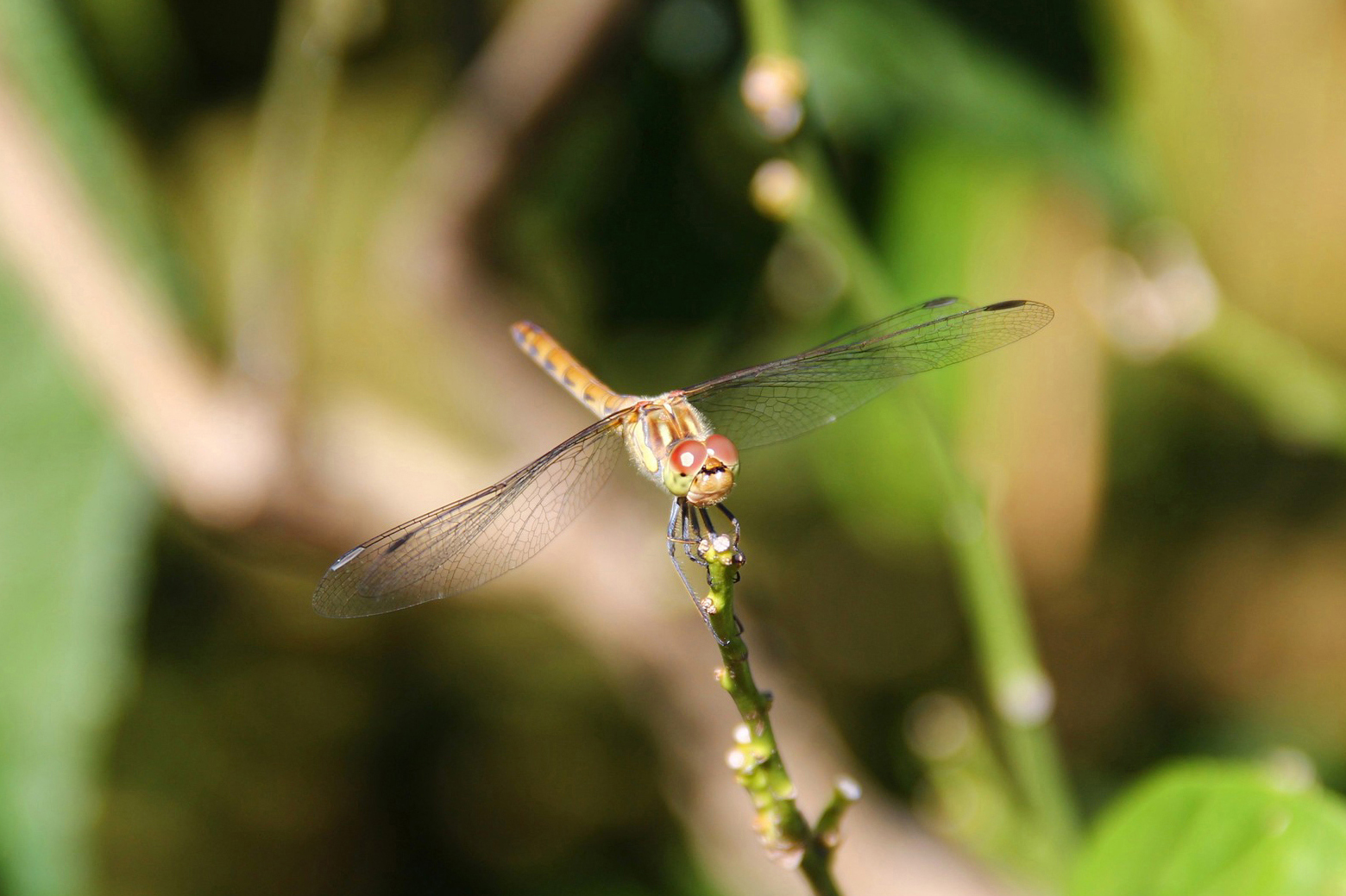 Dragonfly