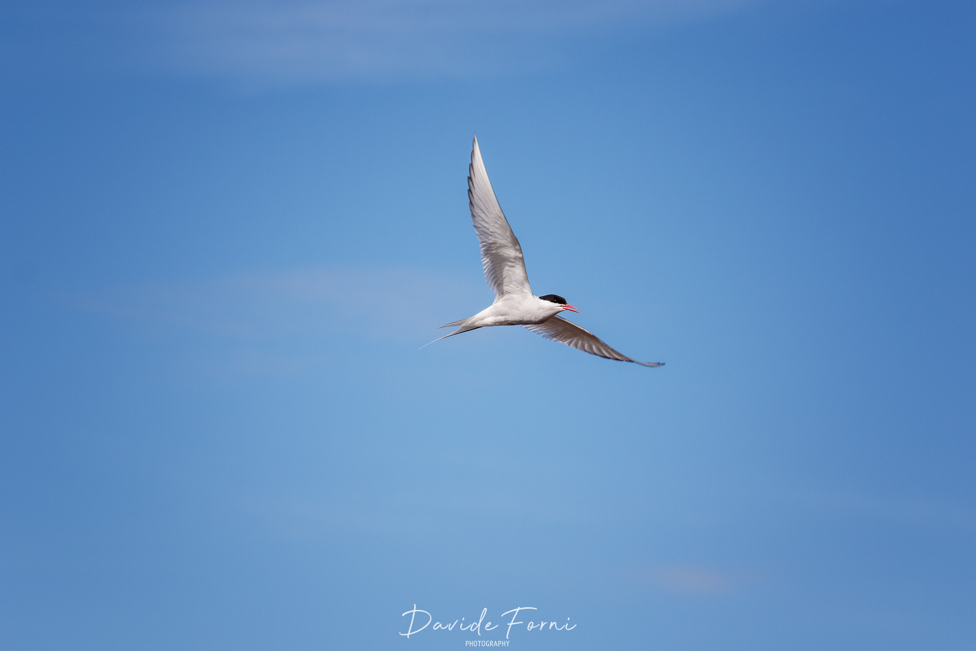 Common tern